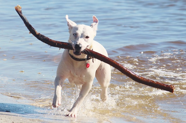 Hond - Dierenarts Cuppens in Hoboken