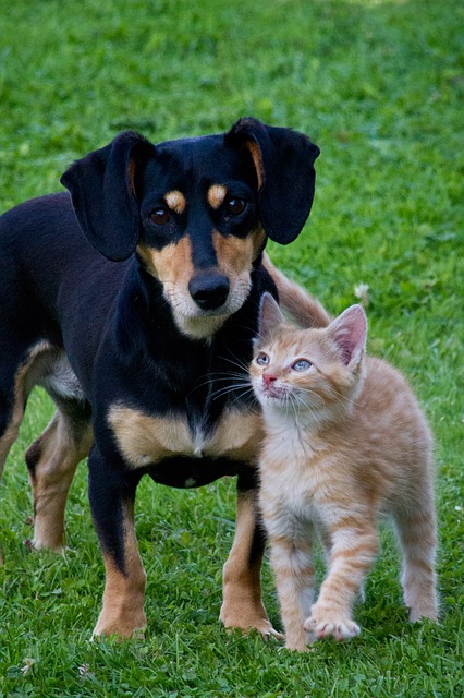 Kat en hond - Dierenarts Cuppens in Hoboken, Antwerpsesteenweg